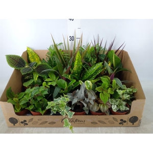 Planten Groen   ...mix 24