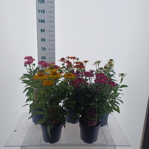 Echinacea Sombrero