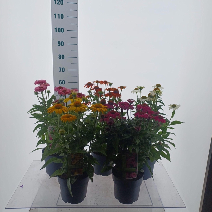 <h4>Echinacea Sombrero</h4>
