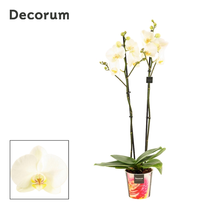 <h4>Phalaenopsis 2 tak 16+ wit (Decorum)</h4>
