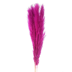 Dried Cortaderia Lao Grass Bleached Cerise P Stem