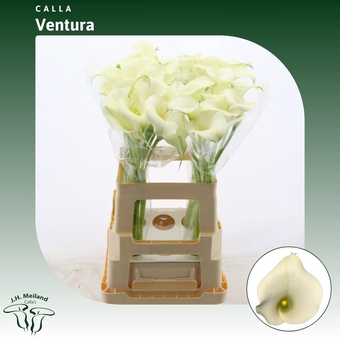 <h4>Calla Ventura</h4>