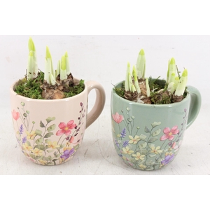 arr4 Narcis RN - Floral Finesse mug x8