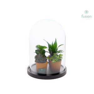 Glas Stolp met plateau XLarge zwart met groene planten