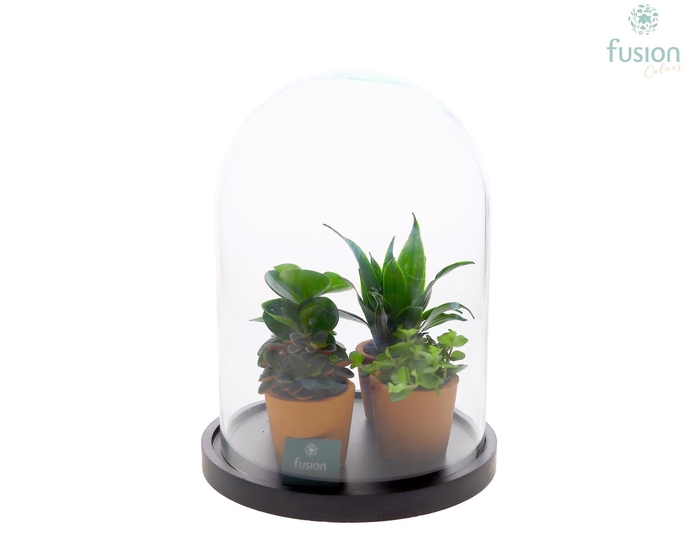 <h4>Glas Stolp met plateau XLarge zwart met groene planten</h4>