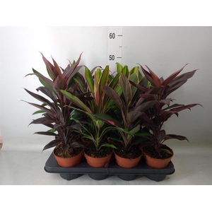 Cordyline   ...mix