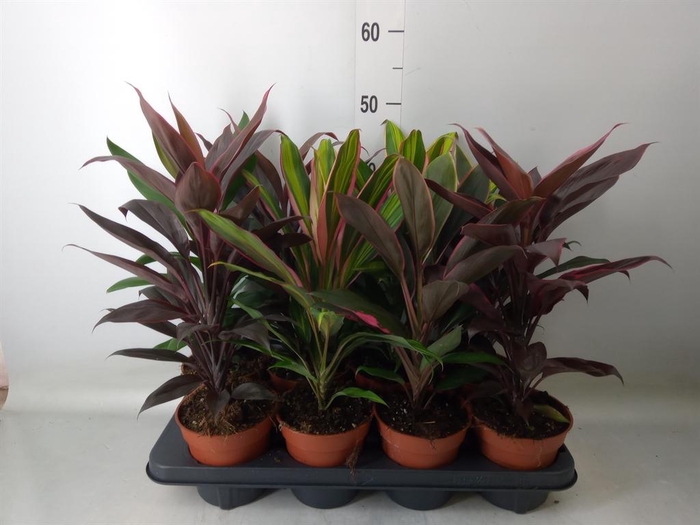 <h4>Cordyline ...mix</h4>