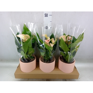 Anthurium andr. 'Joli Peach'