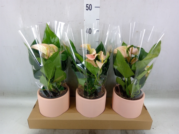 <h4>Anthurium andr. 'Joli Peach'</h4>