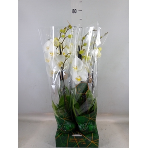 Phalaenopsis   ...