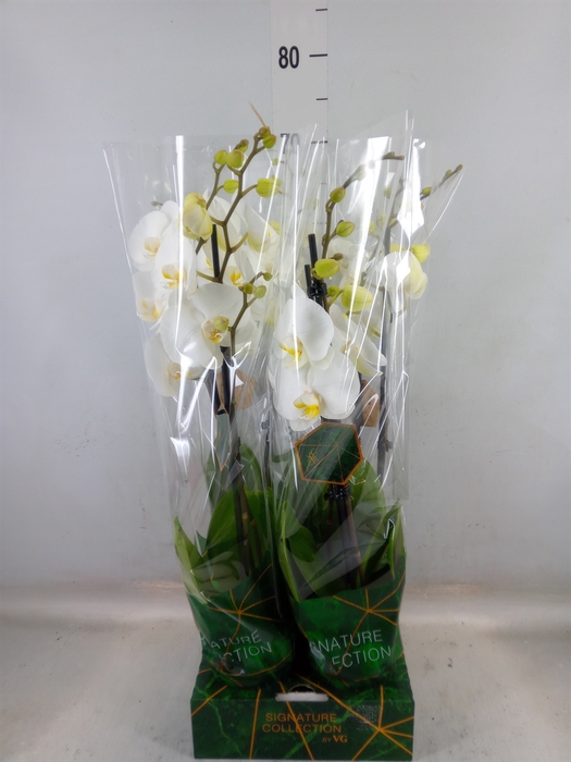 <h4>Phalaenopsis   ...</h4>