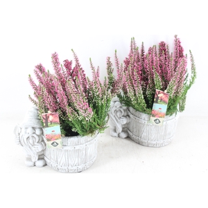 arr4 Outdoor JS - Ker. pot met gnome x4