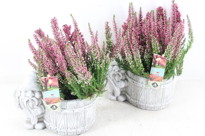 <h4>arr4 Outdoor JS - Ker. pot met gnome x4</h4>