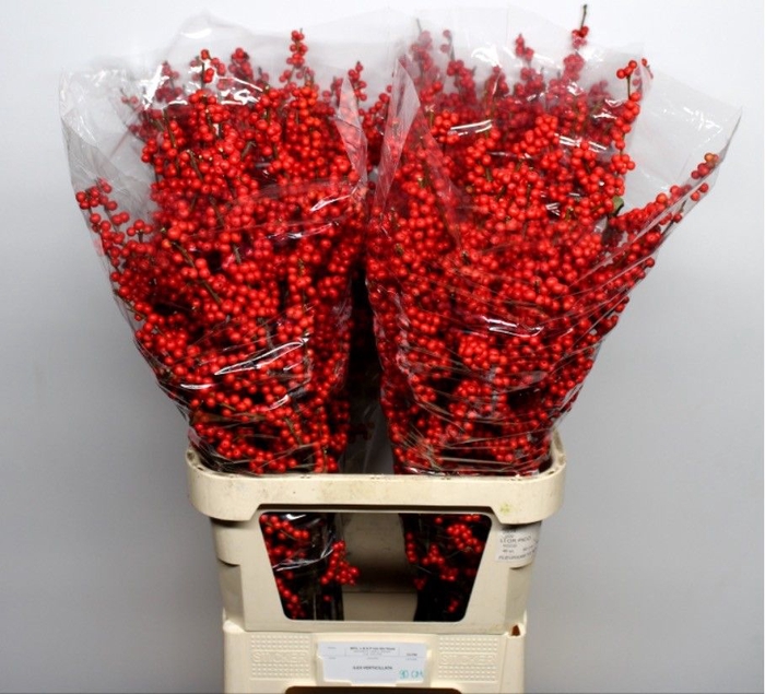 <h4>ILEX VE RODE BES</h4>