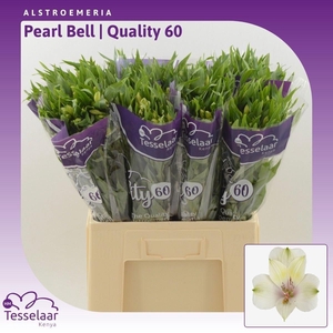 ALSTR PEARL BELL