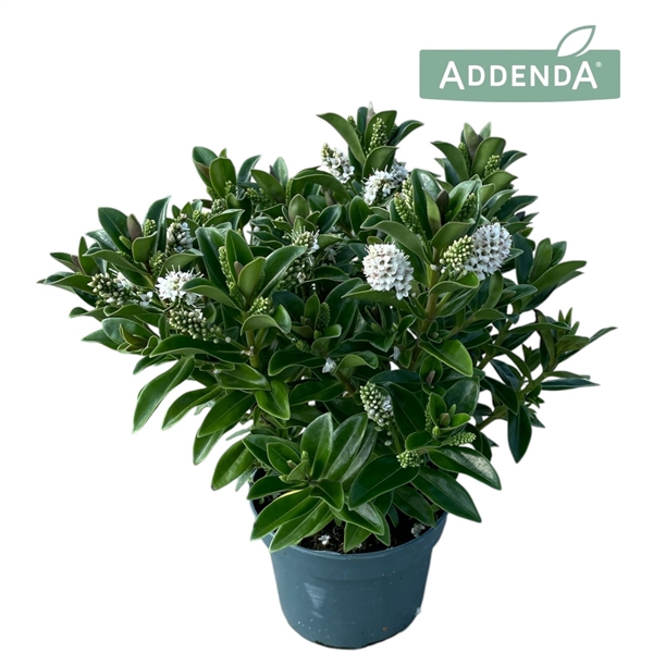 <h4>Hebe Addenda® Petita White P10,5</h4>