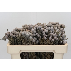 Kaaps Groen Silver Brunia