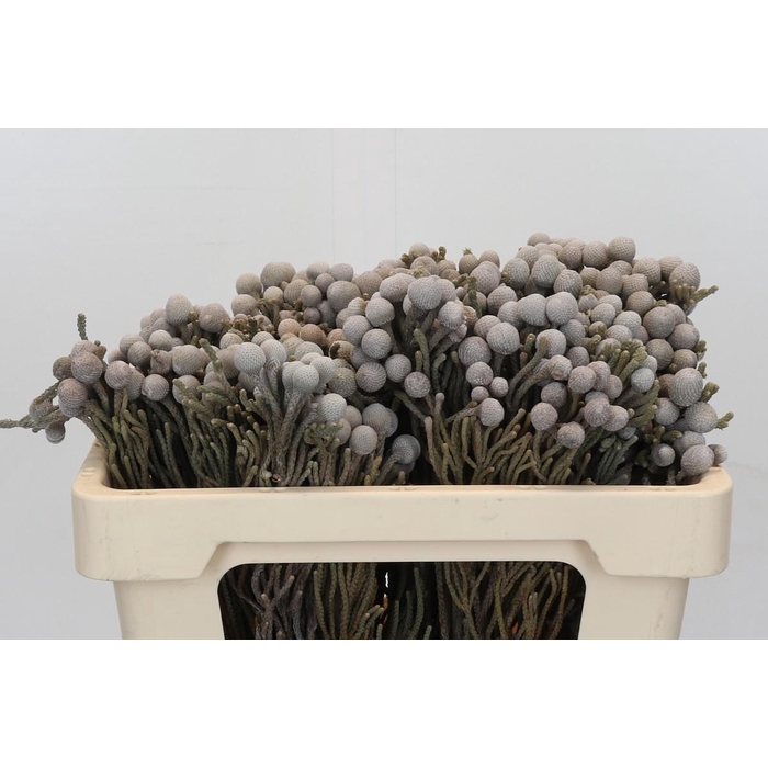 <h4>Kaaps Groen Silver Brunia</h4>