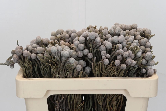 Kaaps Groen Silver Brunia