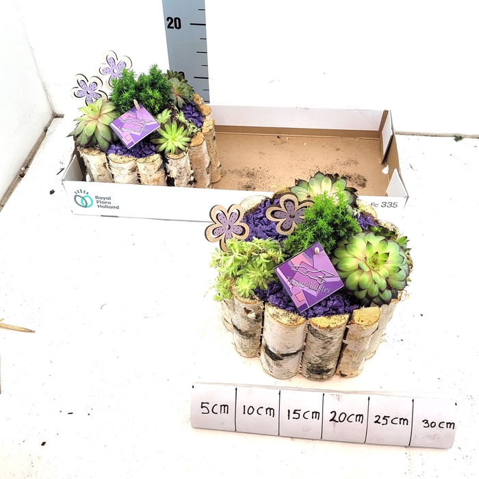 <h4>ARR TUINPLANTEN</h4>