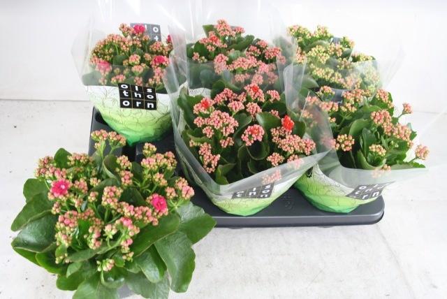 <h4>KAL GE GEM 4 KL</h4>