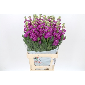 Matthiola Iron Rose