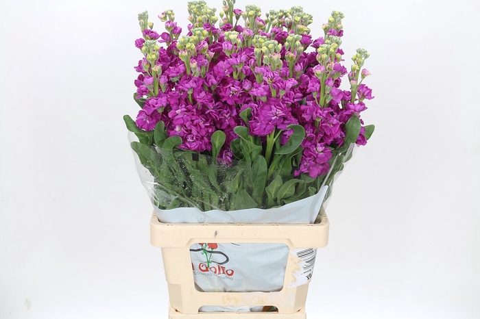 <h4>Matthiola Iron Rose</h4>