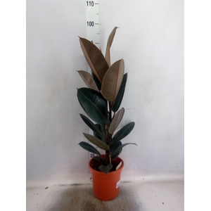 Ficus elastica 'Abidjan'