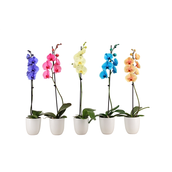 <h4>Hugo White Phal I Am Mix 1T9+</h4>