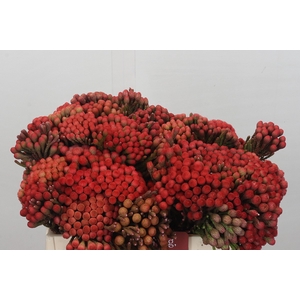 Kaaps Groen Red Brunia