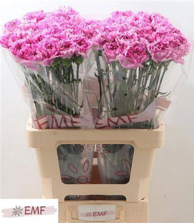 <h4>Di St Farida</h4>