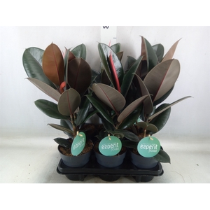 Ficus elastica 'Abidjan'