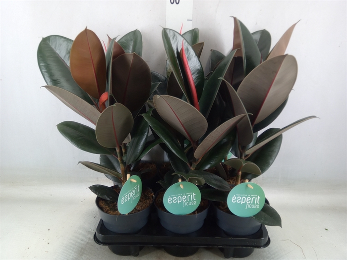 <h4>Ficus elastica 'Abidjan'</h4>