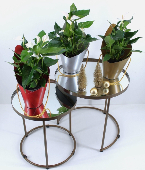 <h4>Anthurium XL.1 Sakura White 12cm in metallic kerst tasje</h4>