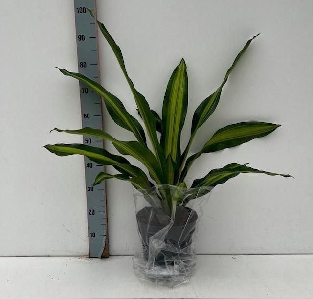 <h4>DRA FRAG BURLEY</h4>