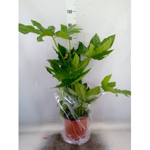 Fatsia japonica   ...