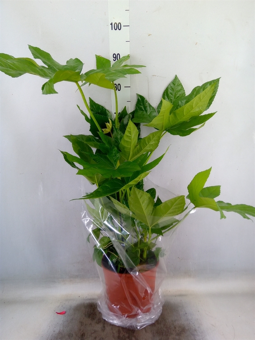 <h4>Fatsia japonica   ...</h4>