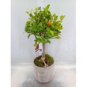 Arr.   Tuinplanten H%