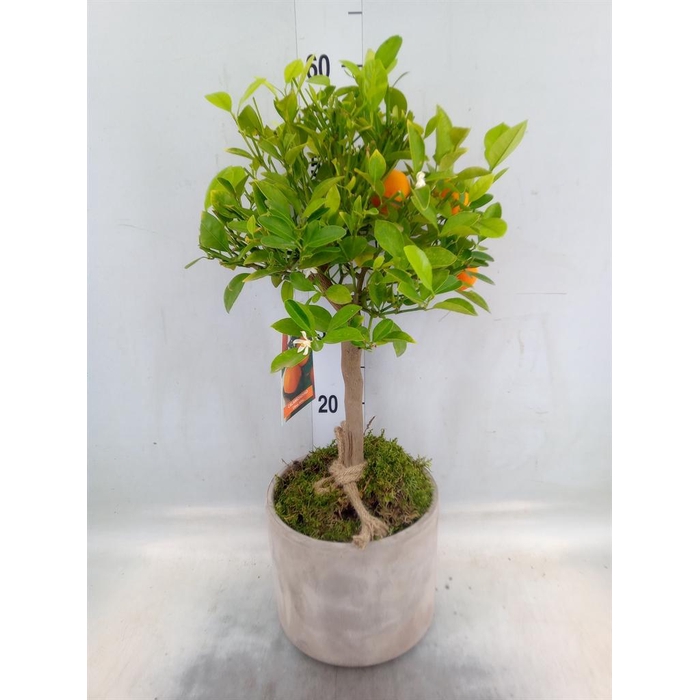 <h4>Arr.   Tuinplanten H%</h4>