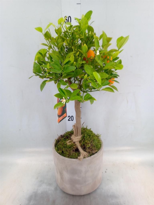 <h4>Arr.   Tuinplanten H%</h4>