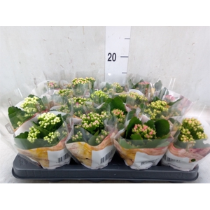 Kalanchoe blos. 'RoyalDon'   ..mix