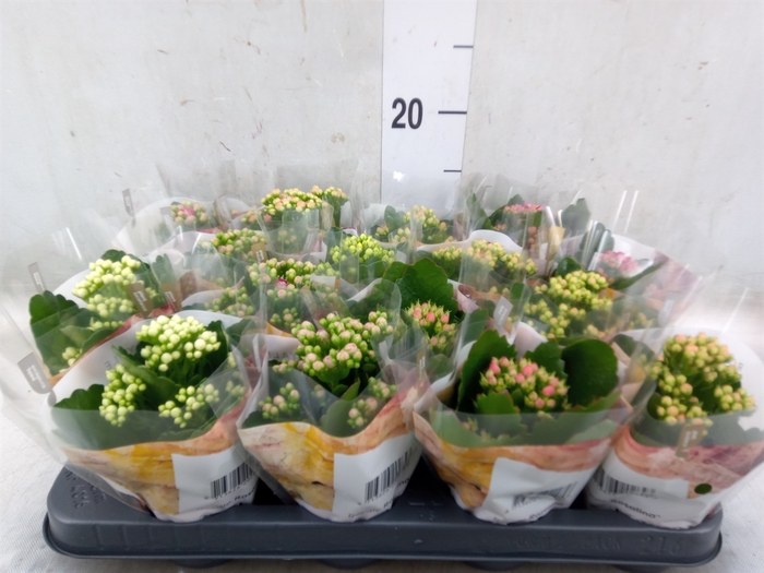 <h4>Kalanchoe blos. 'RoyalDon'   ..mix</h4>