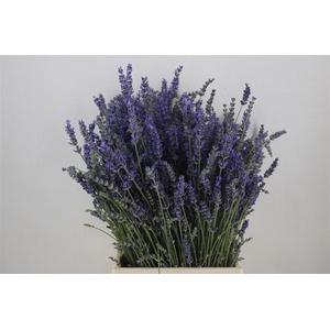 Lavendel Fresh P Bunch