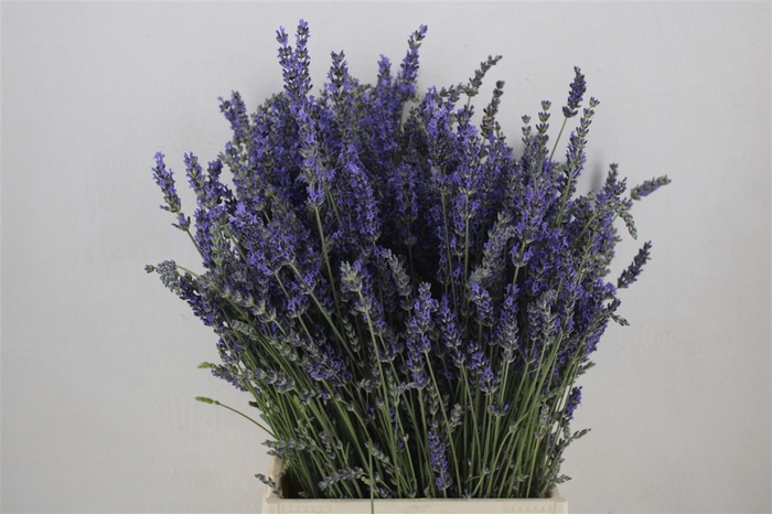 <h4>Lavendel Fresh P Bunch</h4>