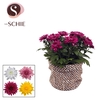 Chrysanne Grandezza Bag NATIVE
