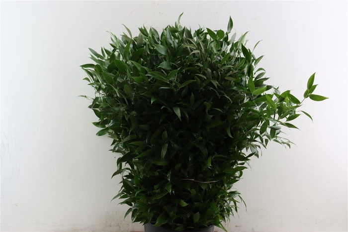 Ruscus aculeatus per bos