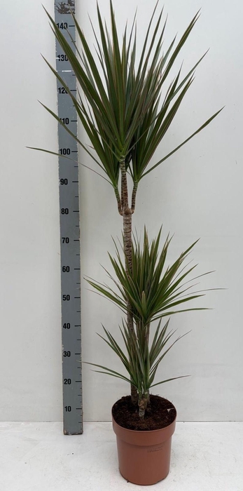 <h4>DRA MARG BICOLOR</h4>