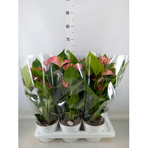 Anthurium andr. 'Livium Red'