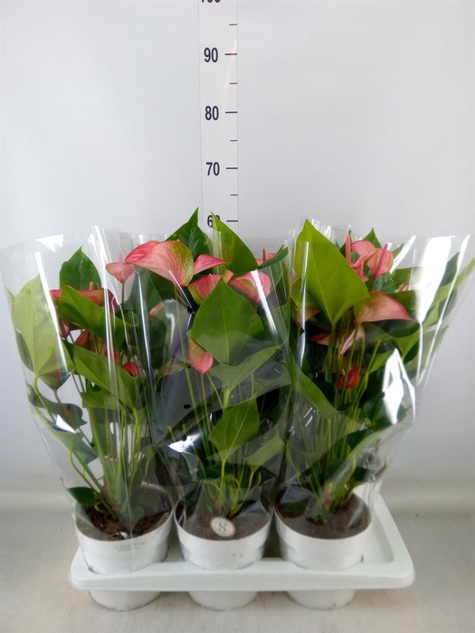 <h4>Anthurium andr. 'Livium Red'</h4>