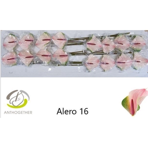 ANTH A ALERO 16